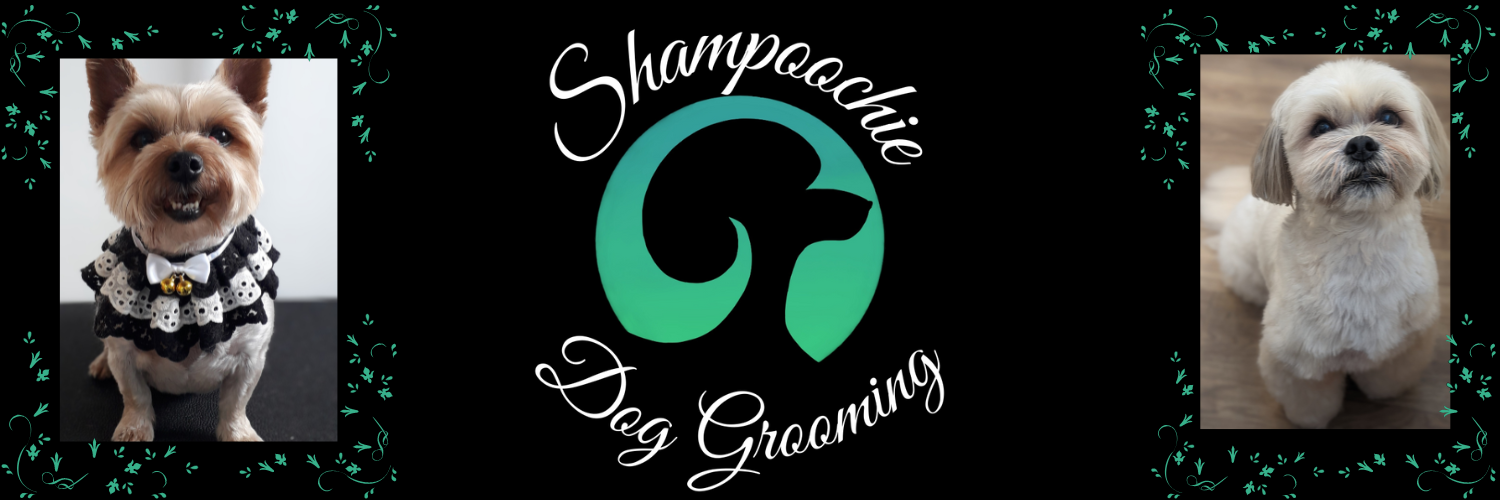Shampoochie Dog Grooming Lisburn Nextdoor