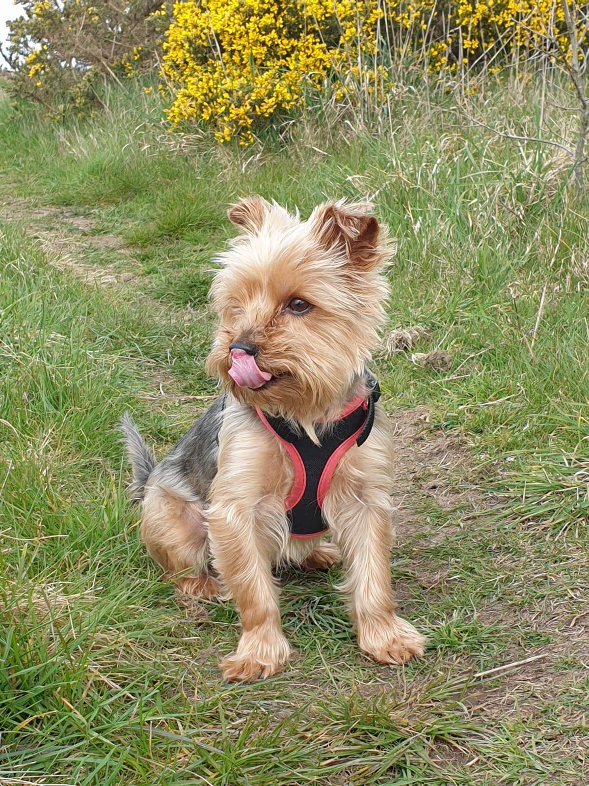 Rovers Retreat Home Boarding For Small / Medium Dogs Burntwood Nextdoor