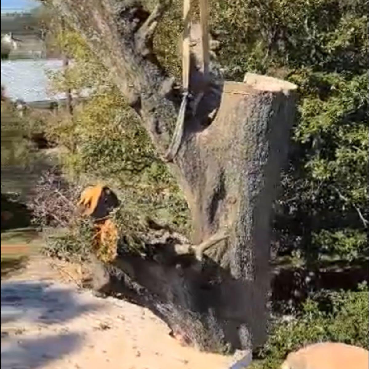 All American Tree Pros LLC Nextdoor