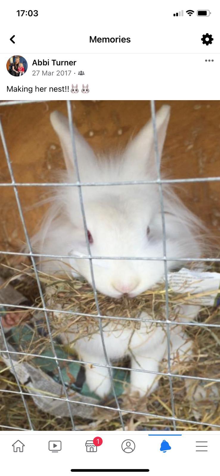 Little Pets Holiday Homes - Swindon - Nextdoor