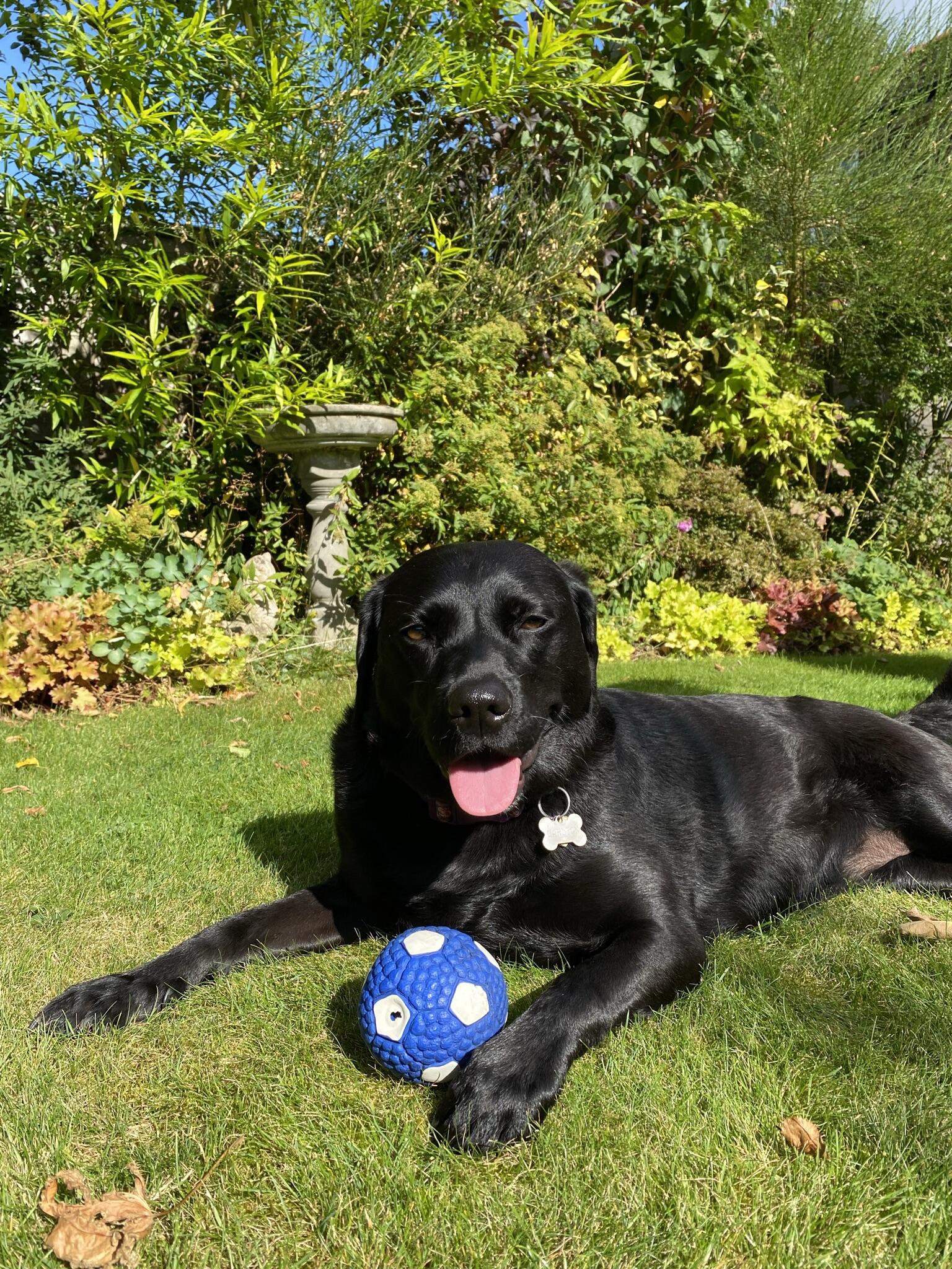 Dog boarding & paradise in Sabden BB7 Colchester, GBENG Nextdoor