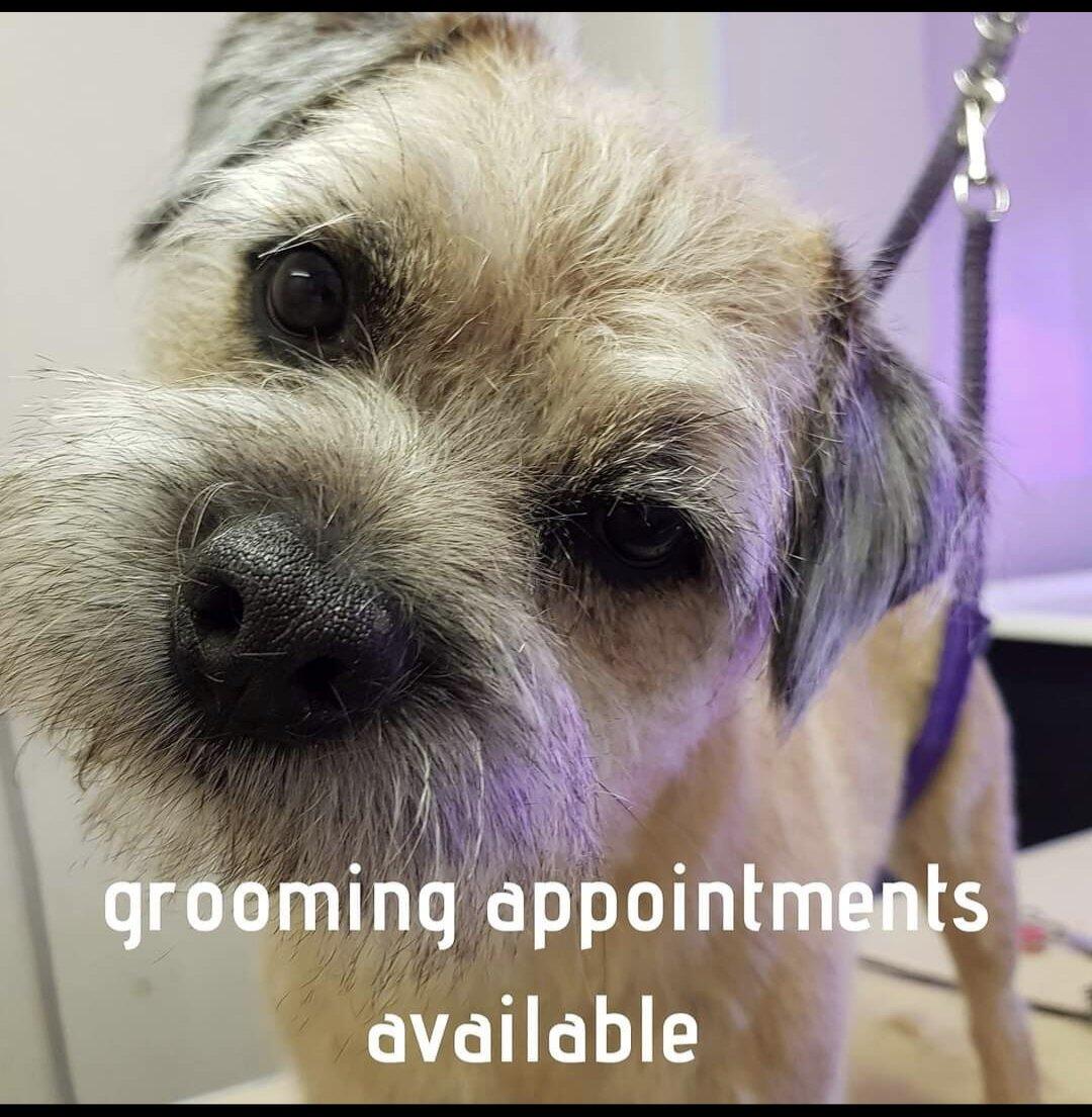 Stamford dog grooming Stamford Nextdoor