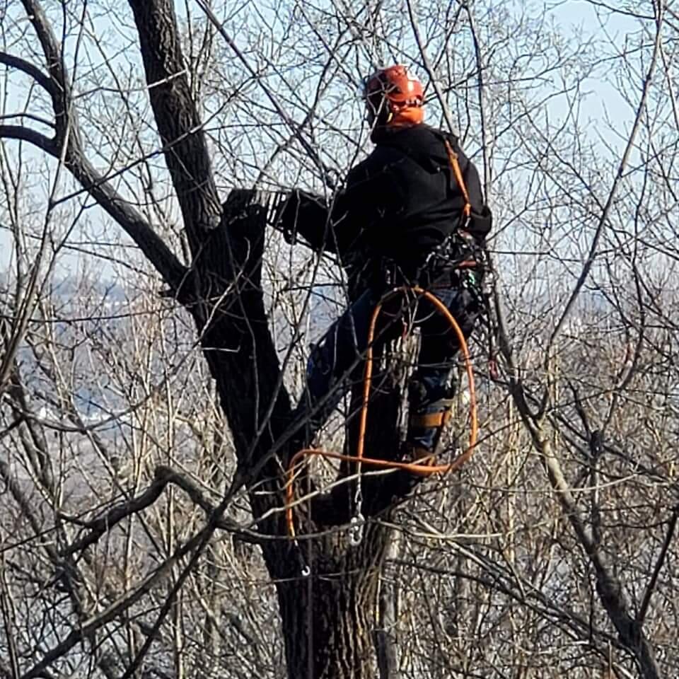 George Tree Service George's Tree Service - Aurora, IN - Nextdoor