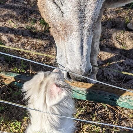 Kreature Komfort Pet Sitting