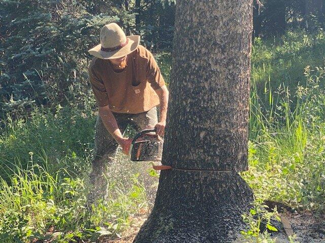 Rocky Mountain High Tree Service - Evergreen, CO - Nextdoor