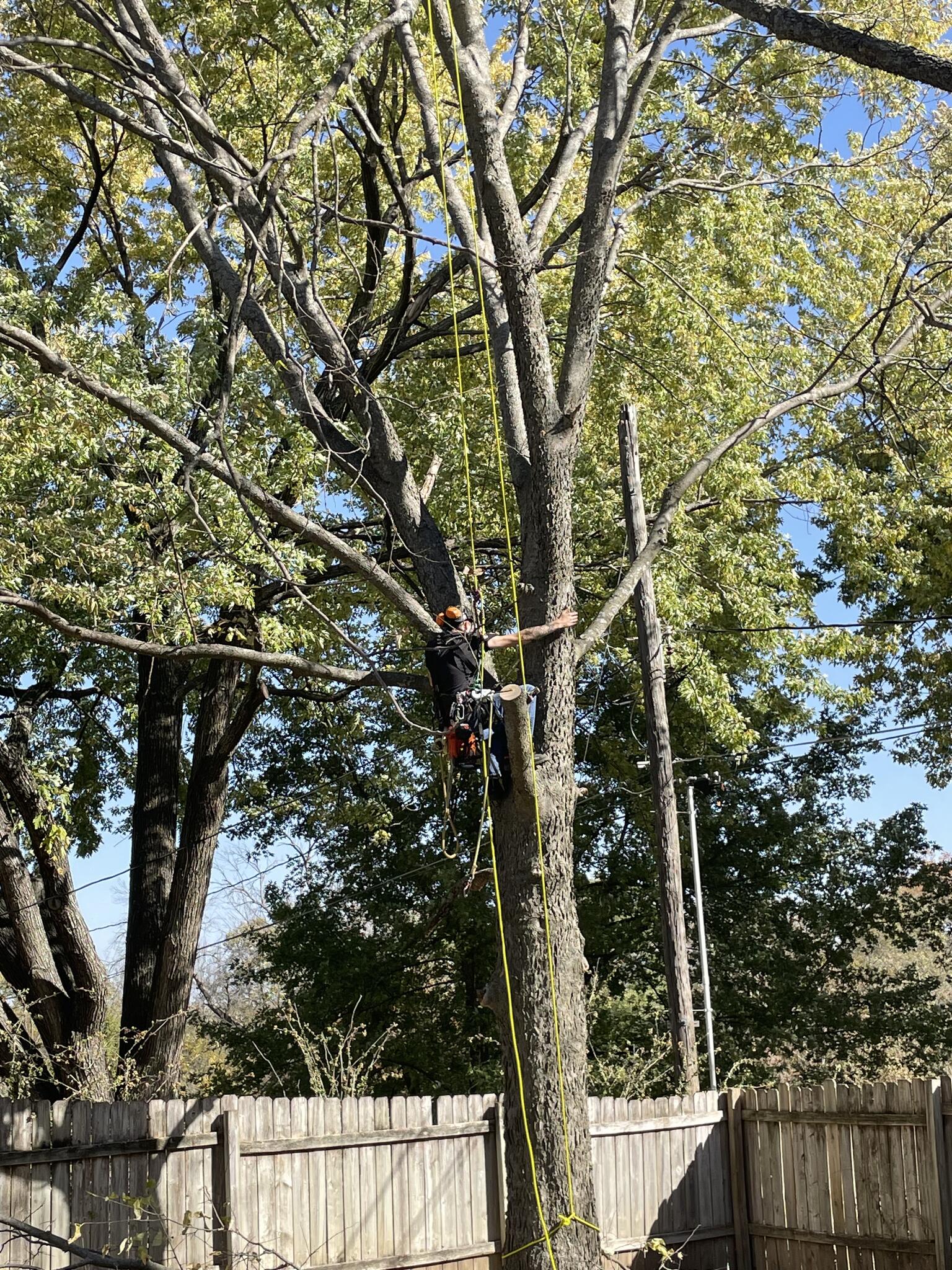 Halls Affordable Tree Care Lawrence, KS Nextdoor