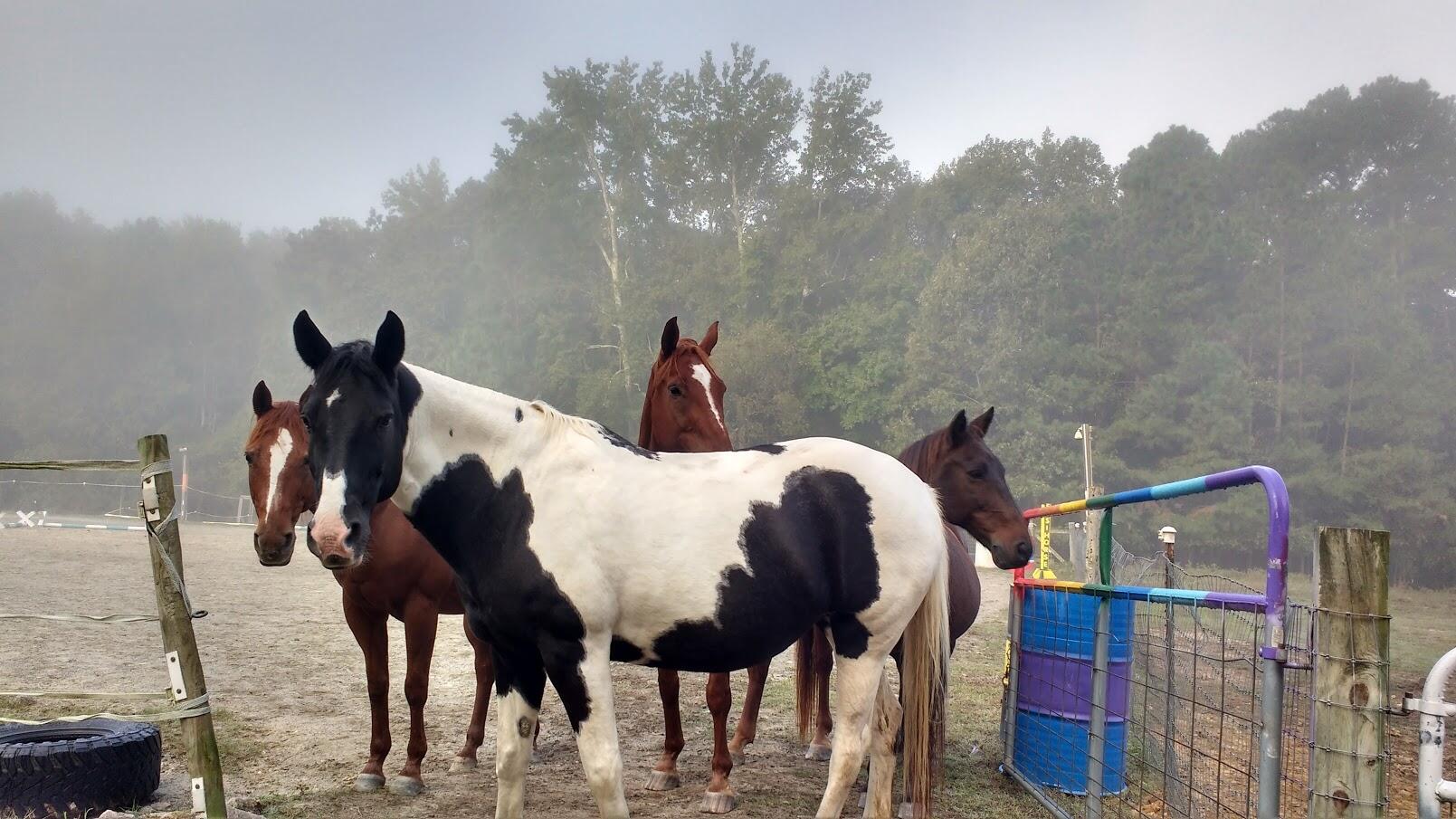 Easihorse Farm Wake Forest, NC Nextdoor