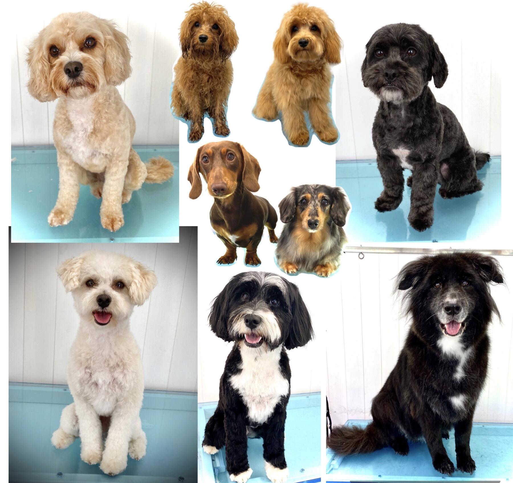 Surrey Hills Dog Grooming Cranleigh, England Nextdoor