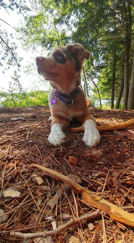 Peace of Mind Dog Boarding Wilmington, NC Nextdoor