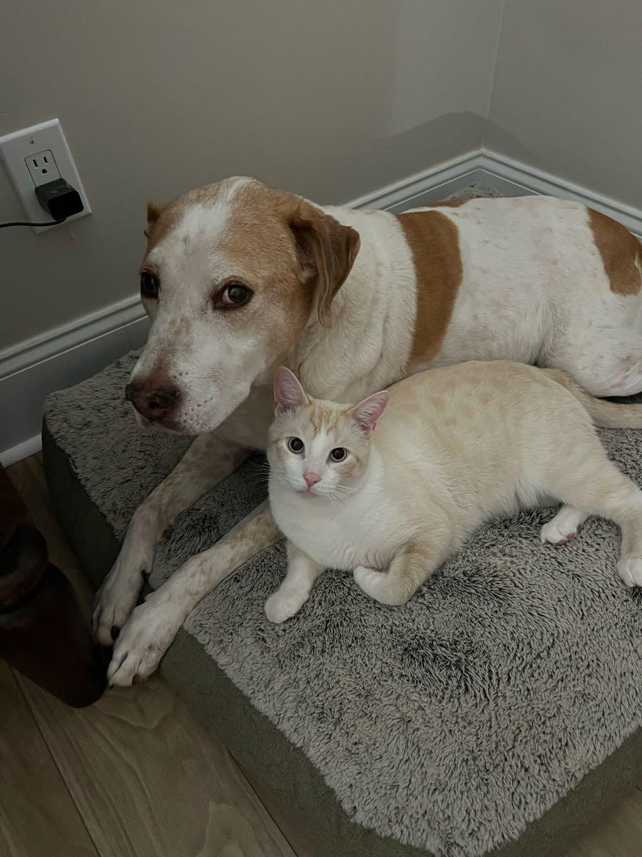 Karen’s Pet Sitting & Boarding Brier Creek CC Raleigh, NC Nextdoor