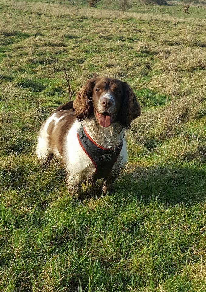 Diggers Do’s dog grooming Lincoln Nextdoor