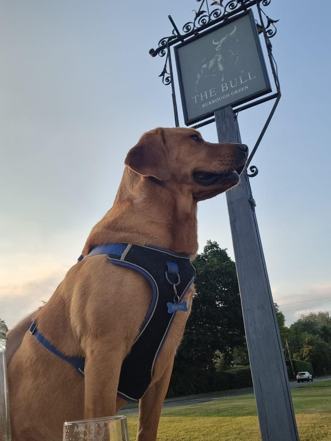 The Bull Burrough Green Ltd Newmarket Nextdoor