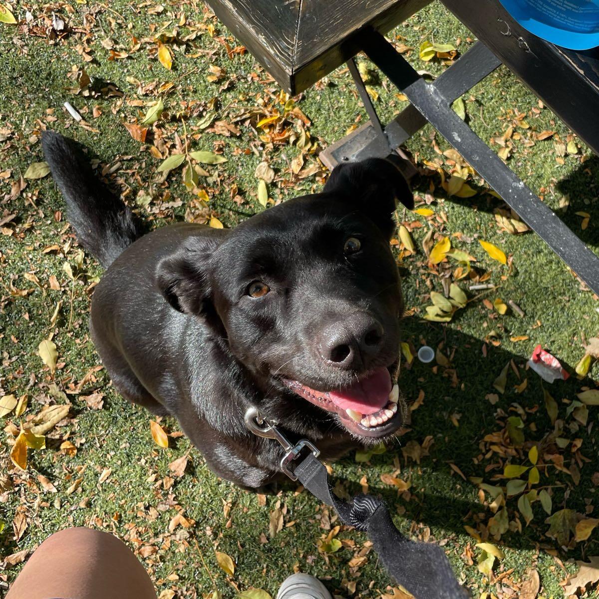 Sadie’s pet sitting London Nextdoor