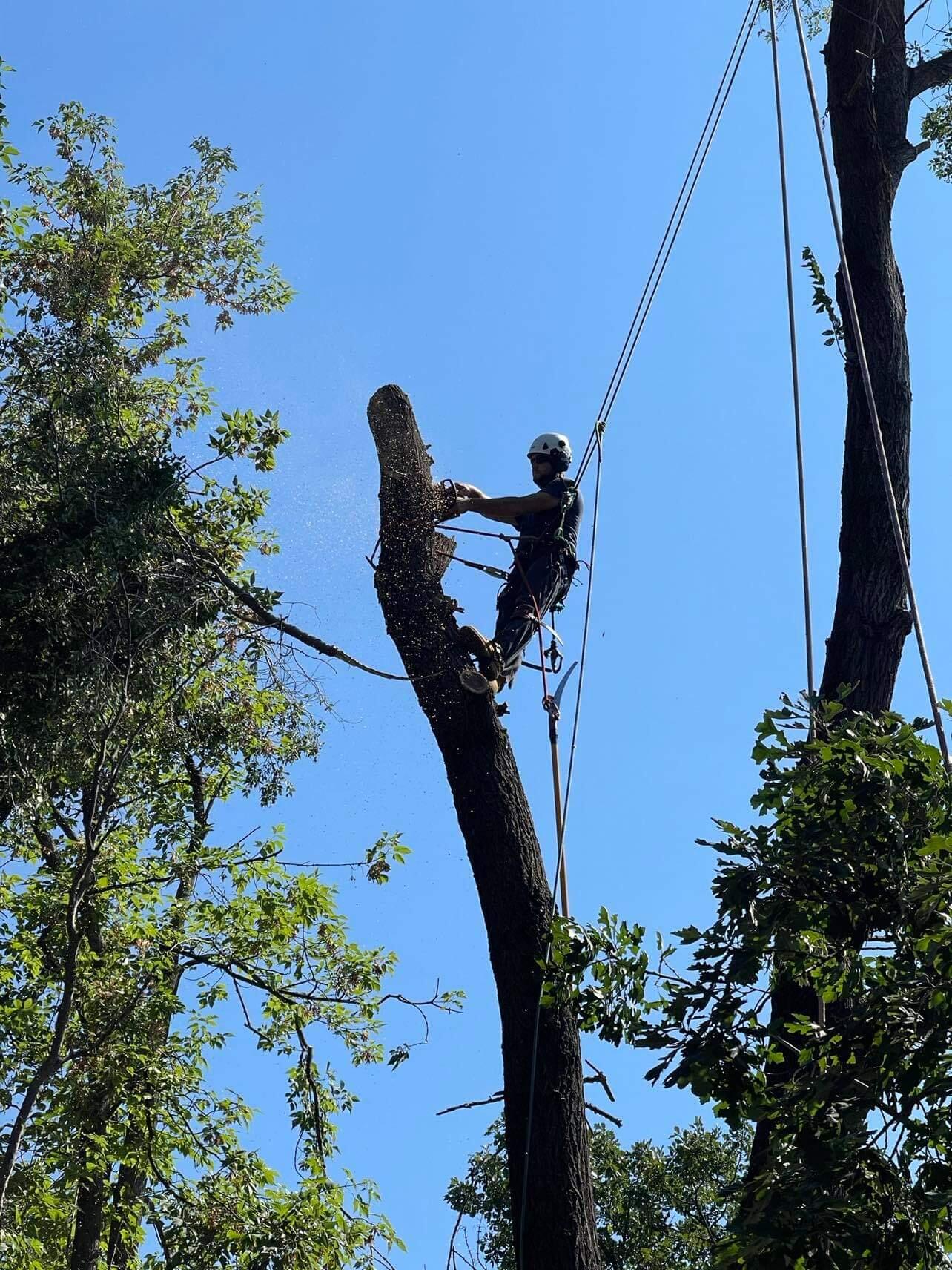 On Point Solutions LLC Tree Service Nextdoor