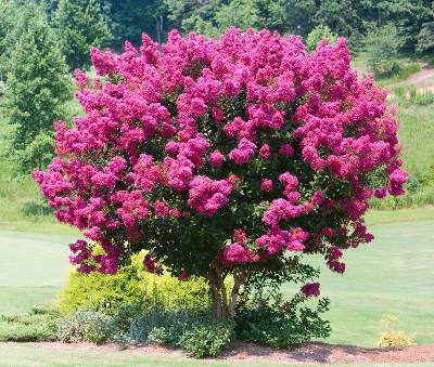 Mr. Joe's Lawn Care - Charlotte, NC - Nextdoor