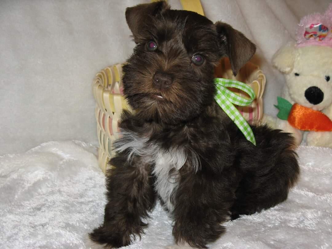 Dreammaker best sale miniature schnauzers