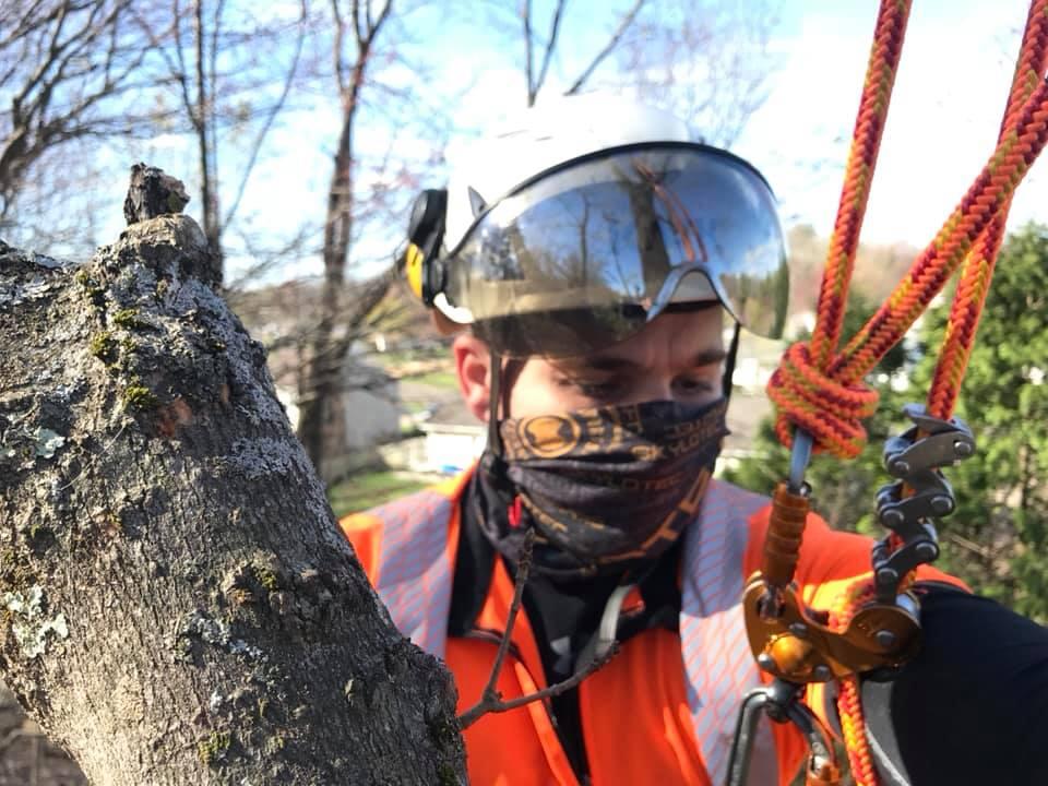 CG Arborist Services Nextdoor