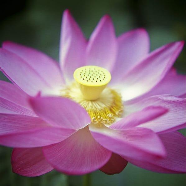 Pankaja Holistic Coaching & Ayurvedic Lifestyle Amsterdam, Noord