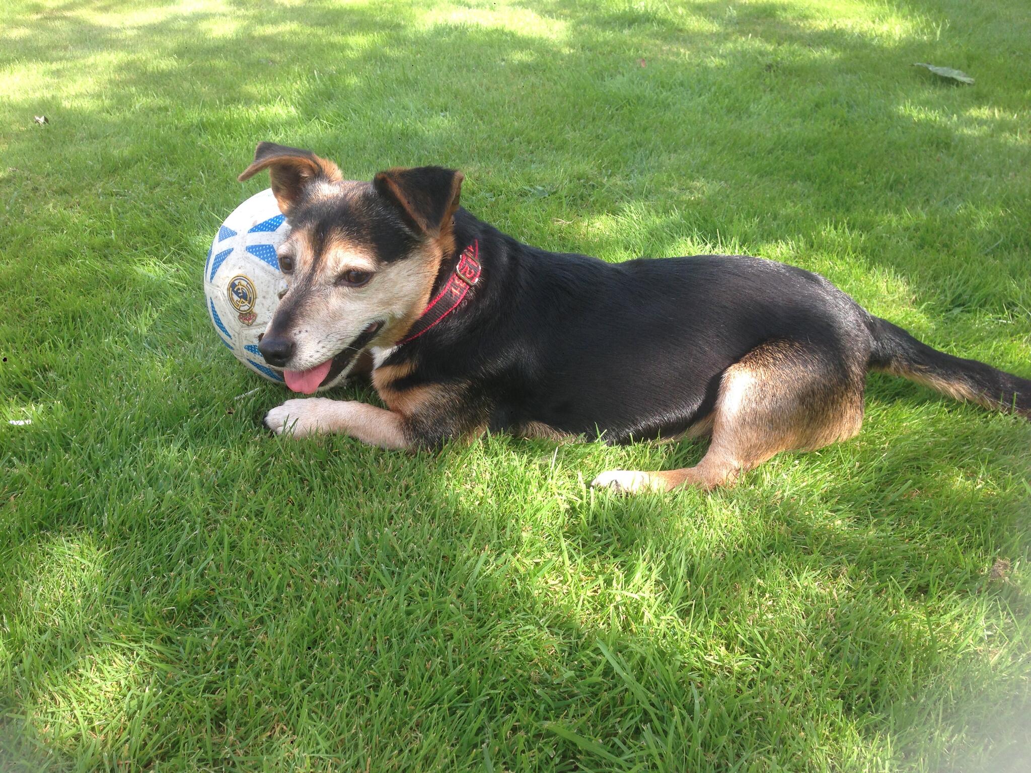 Canine And Equine Marlborough Nextdoor