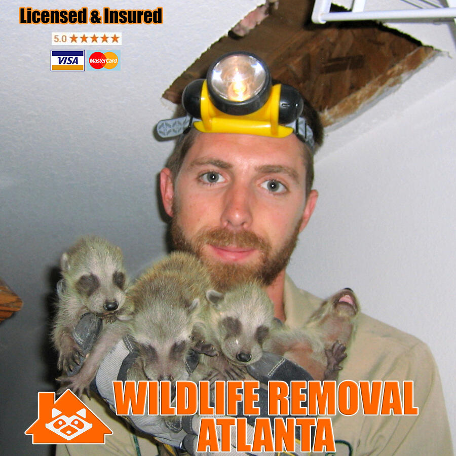 Wildlife Removal Atlanta Nextdoor