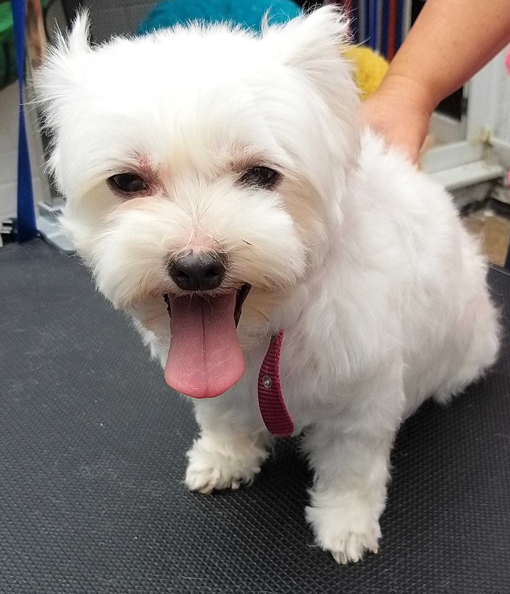 Wags Dog Grooming Services Southampton Nextdoor