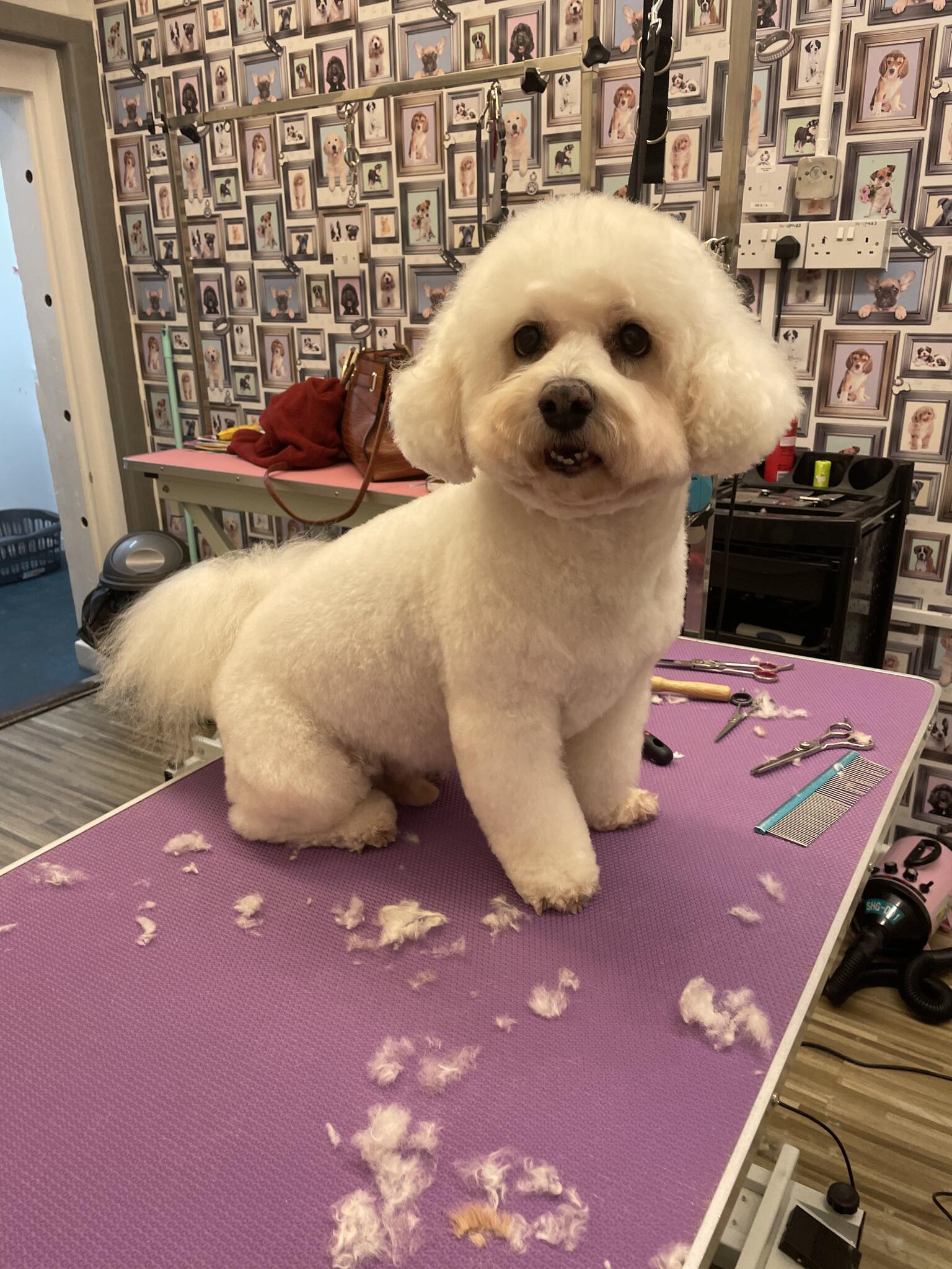 Clare’s Dog Grooming Havant, GBENG Nextdoor