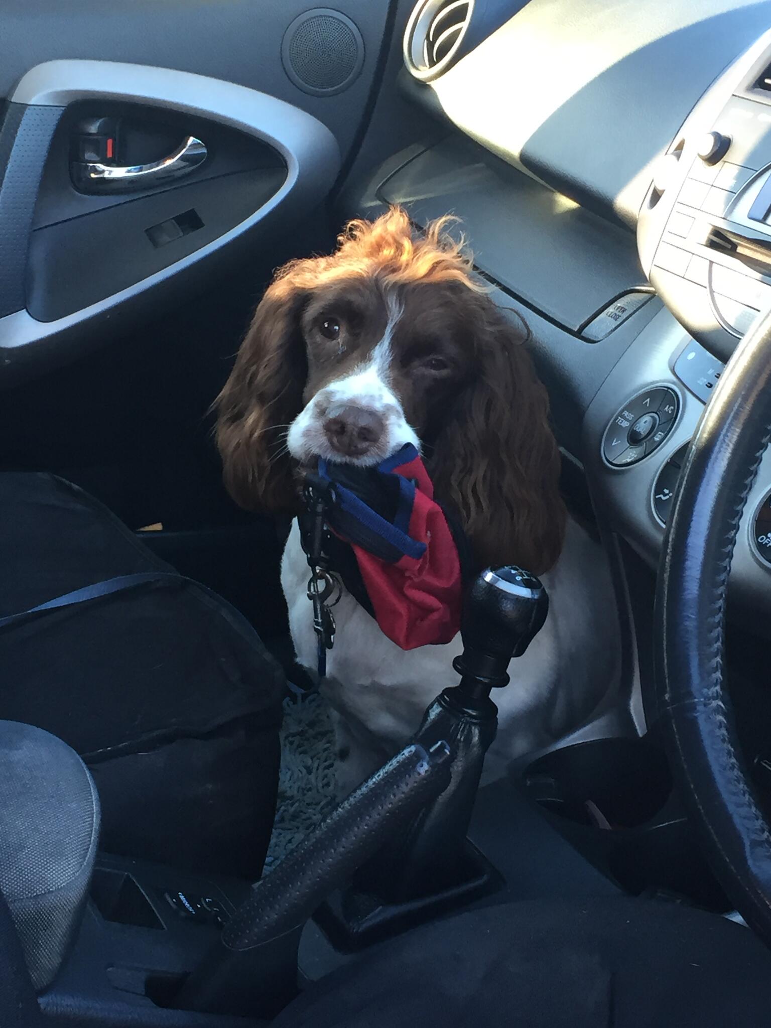 Happy tails dog walking service Keighley Nextdoor