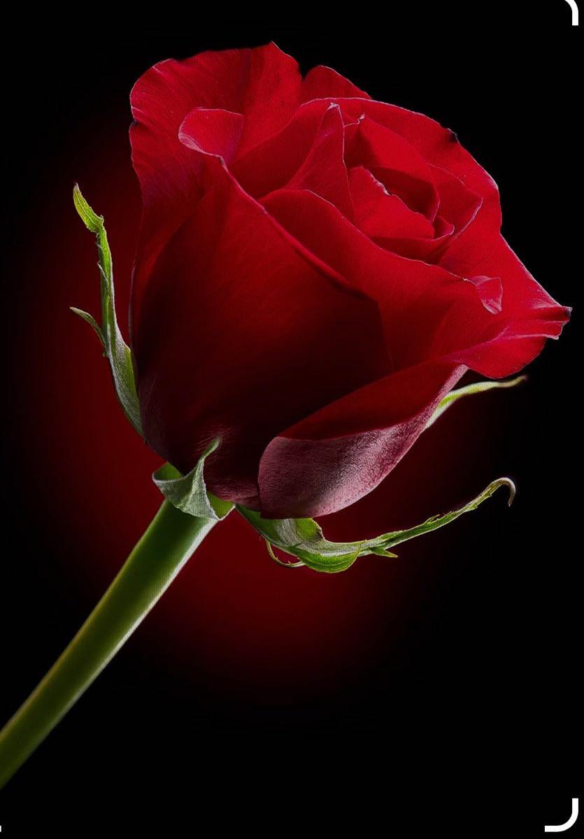 tracey-anne-gardens-clitheroe-clitheroe-gb-eng-nextdoor