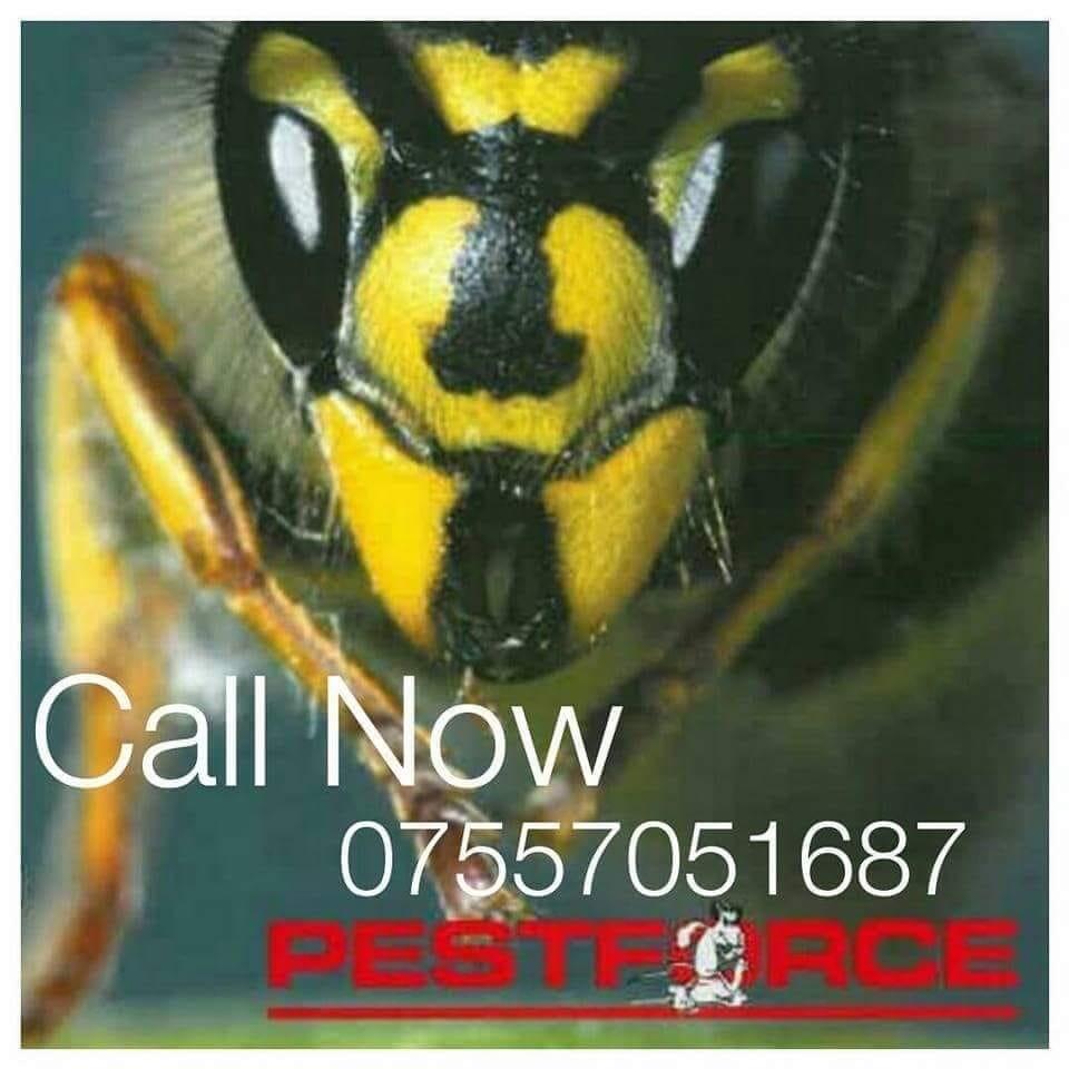 Pestforce Dundee Dundee Nextdoor