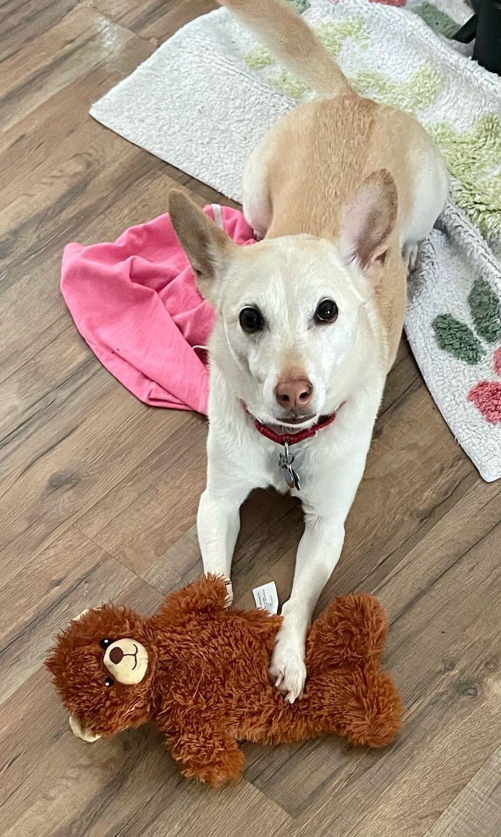 Peanuts Pet Sitting Nextdoor