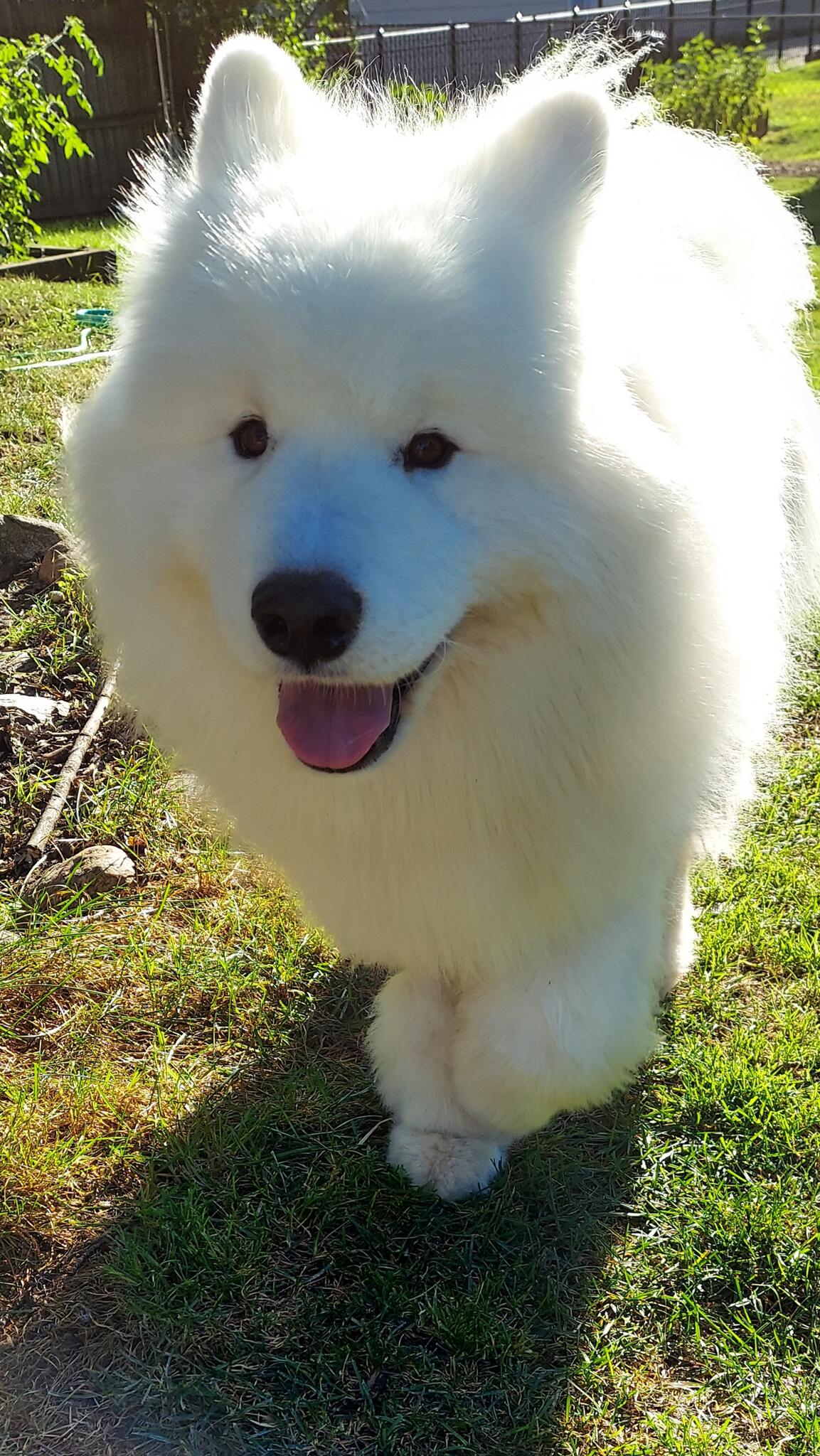 Platinum Pet Service LLC Plymouth, MI Nextdoor