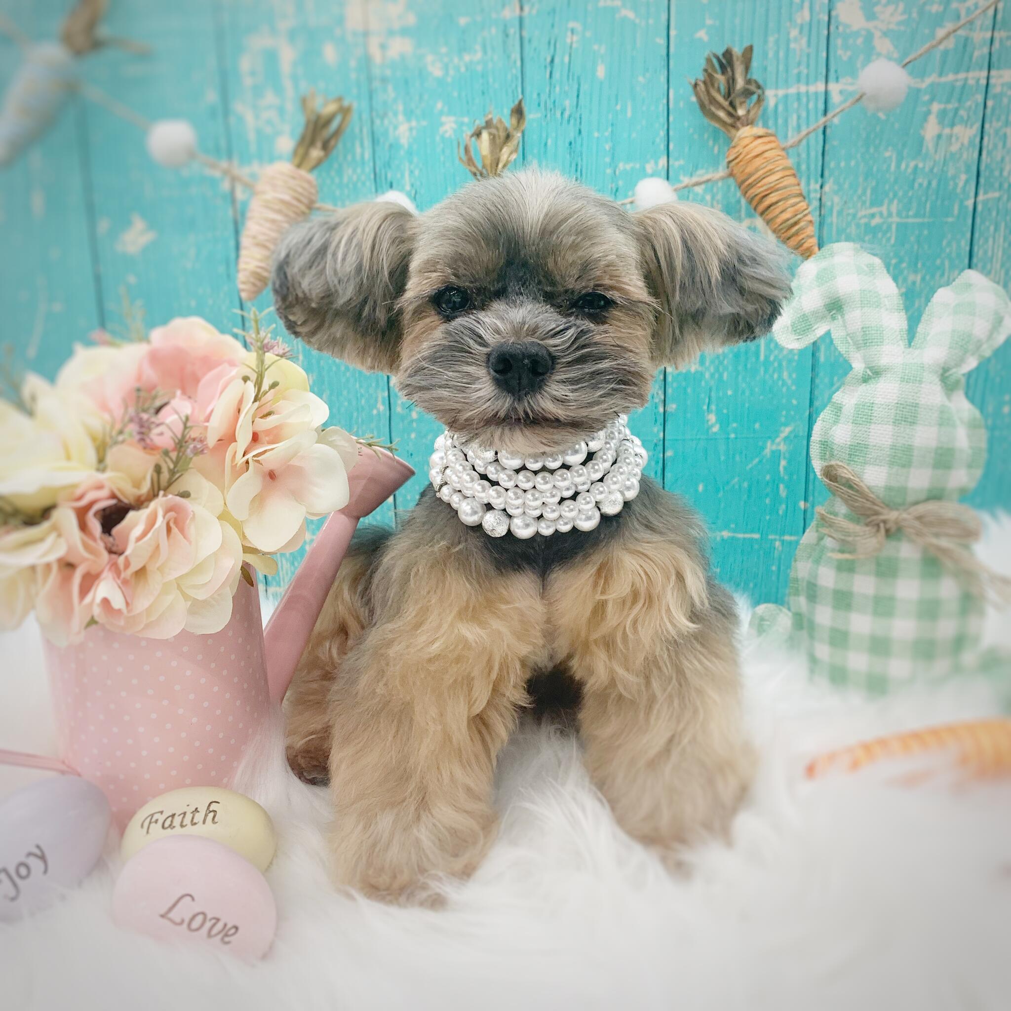 Woofers Mobile Dog Grooming Nextdoor