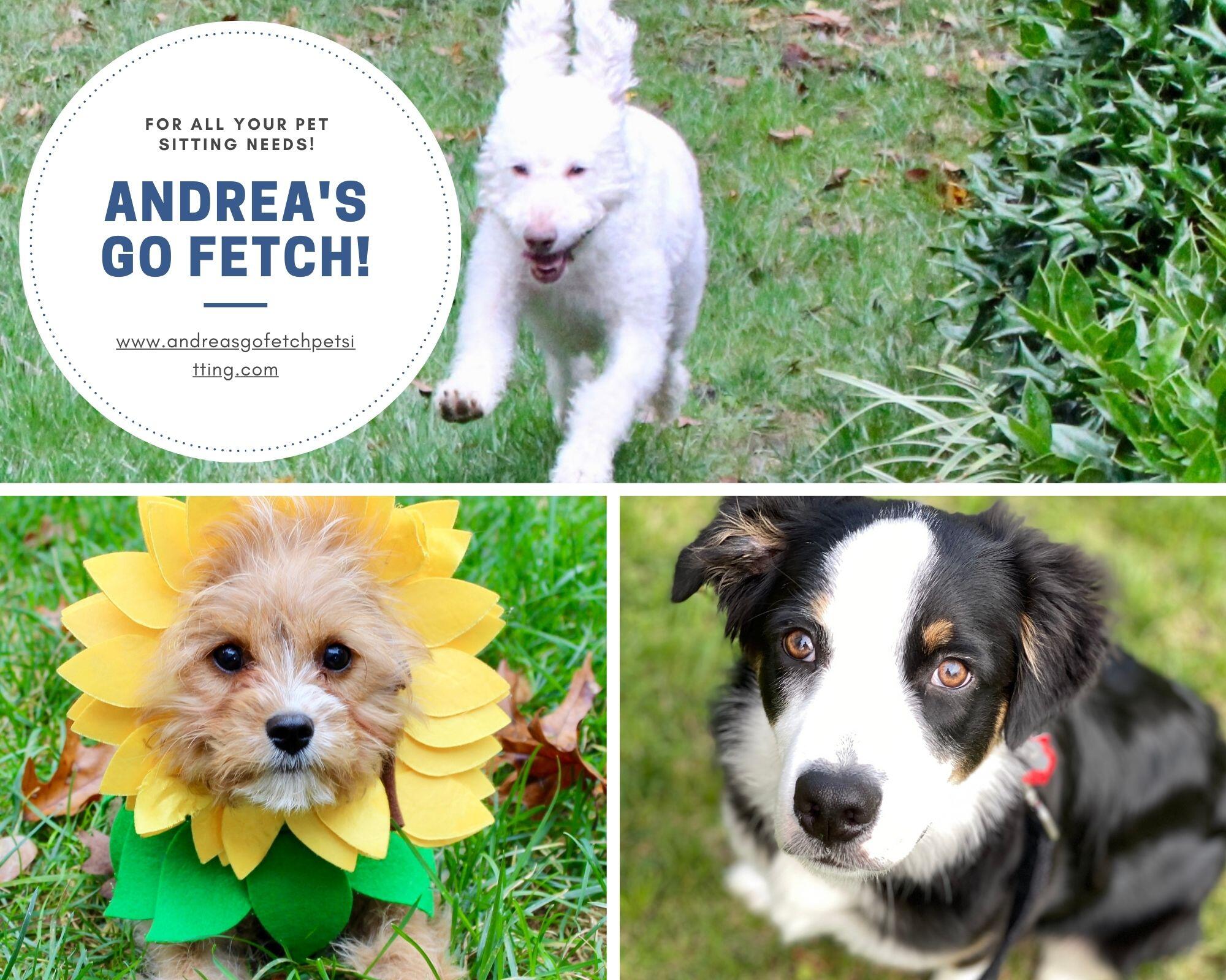 Andrea's Go Fetch! Pet Sitting Greensboro, NC Nextdoor