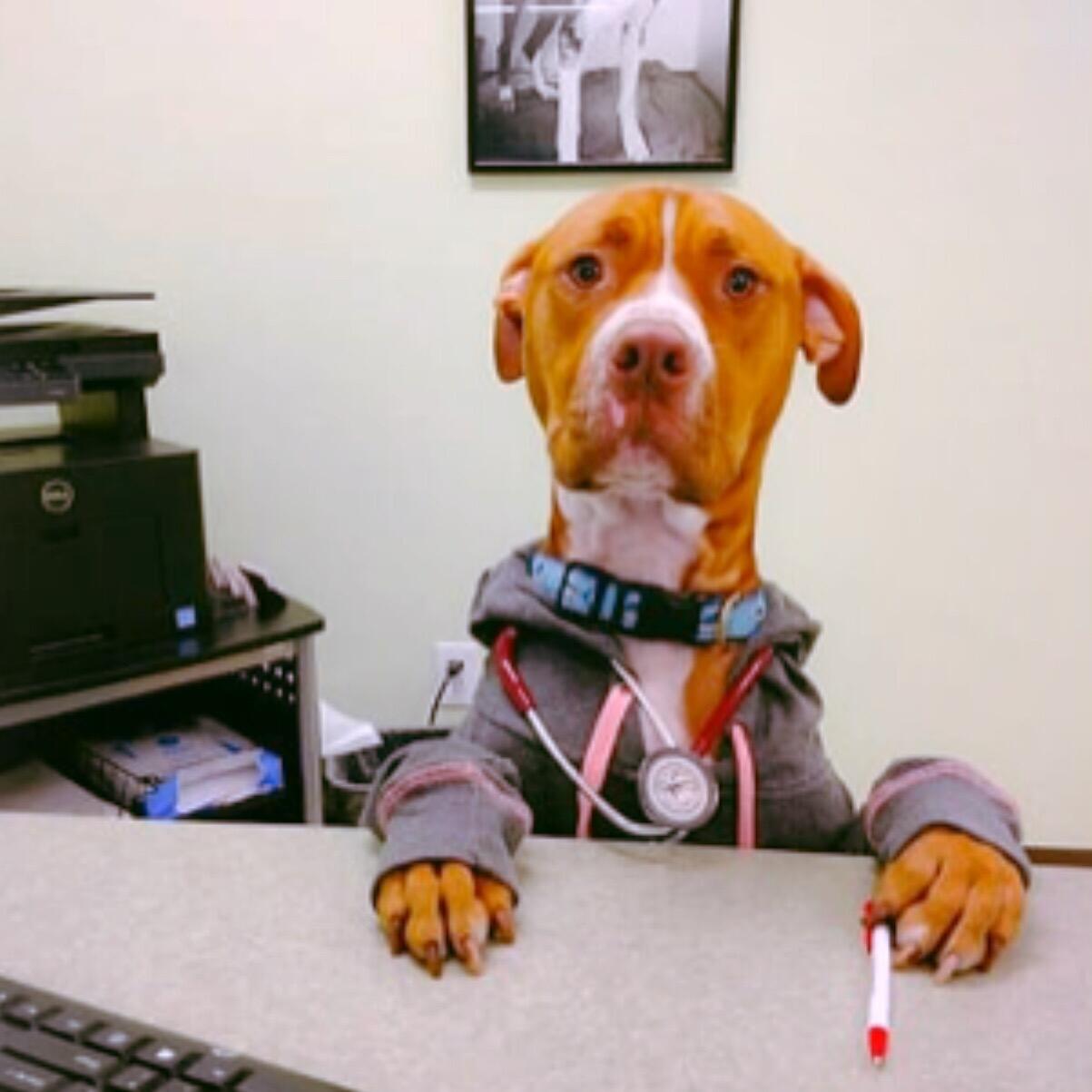 Animal Emergency Hospital of the Strand Myrtle Beach, SC Nextdoor