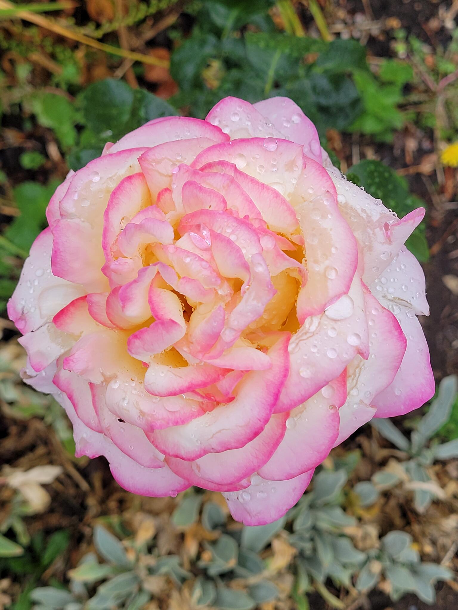 Paul Crowley Garden Services Stortford Nextdoor