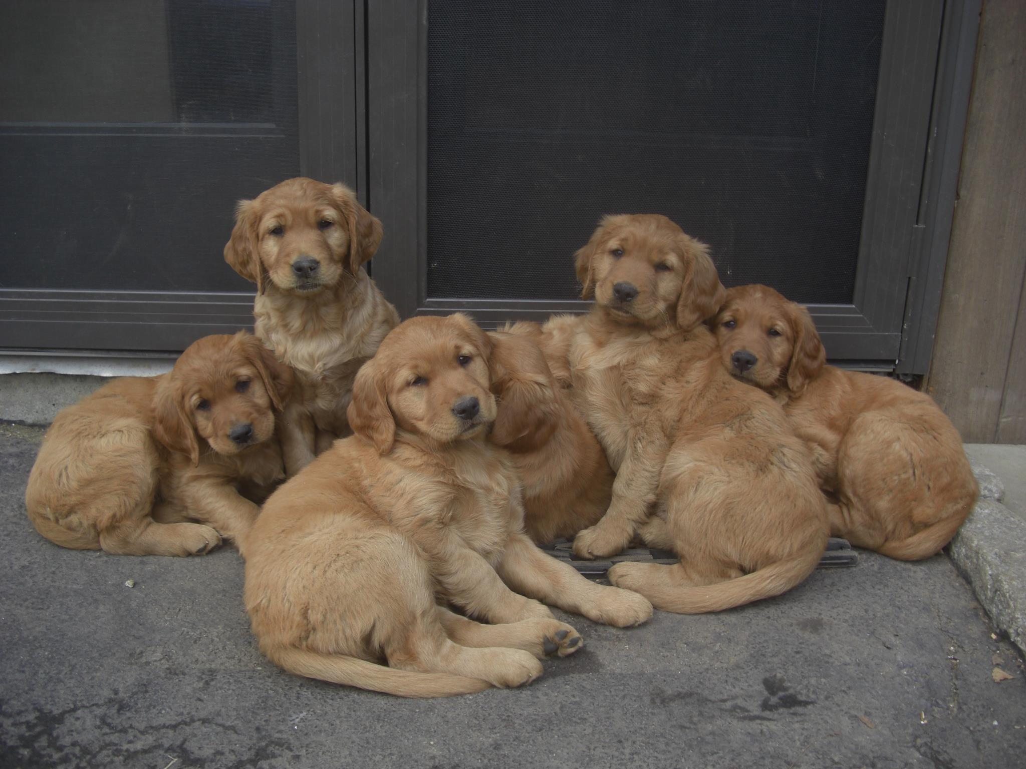 In Home Pet Services of Glen Cove