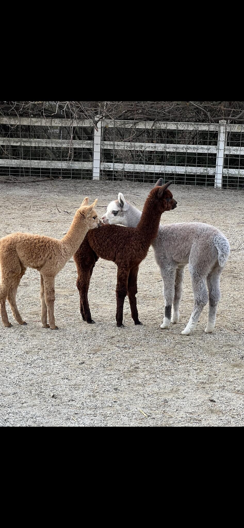 Ogden Alpacas Orangevale, CA Nextdoor
