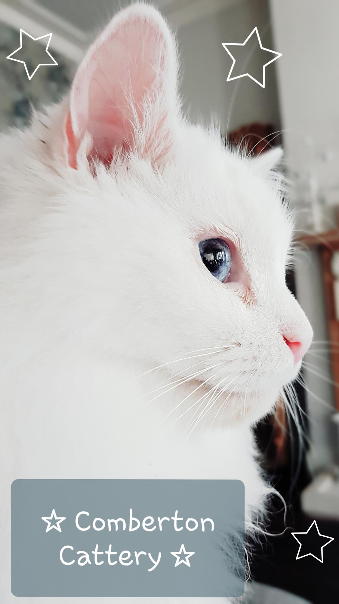 Comberton Cattery & Home Visits Kidderminster Nextdoor