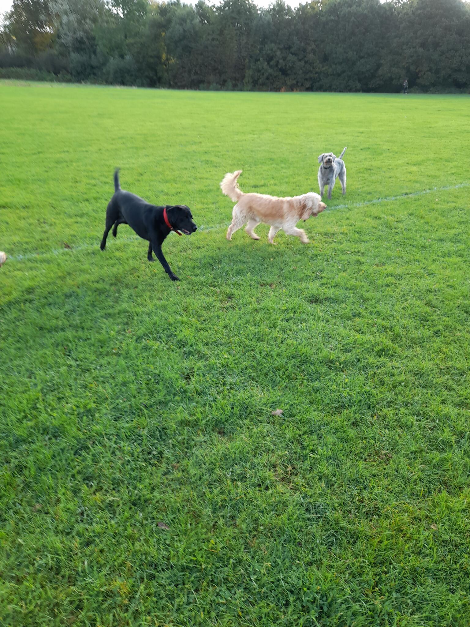 Bespoke dog walking/pet sitting London Borough of Enfield, GBENG