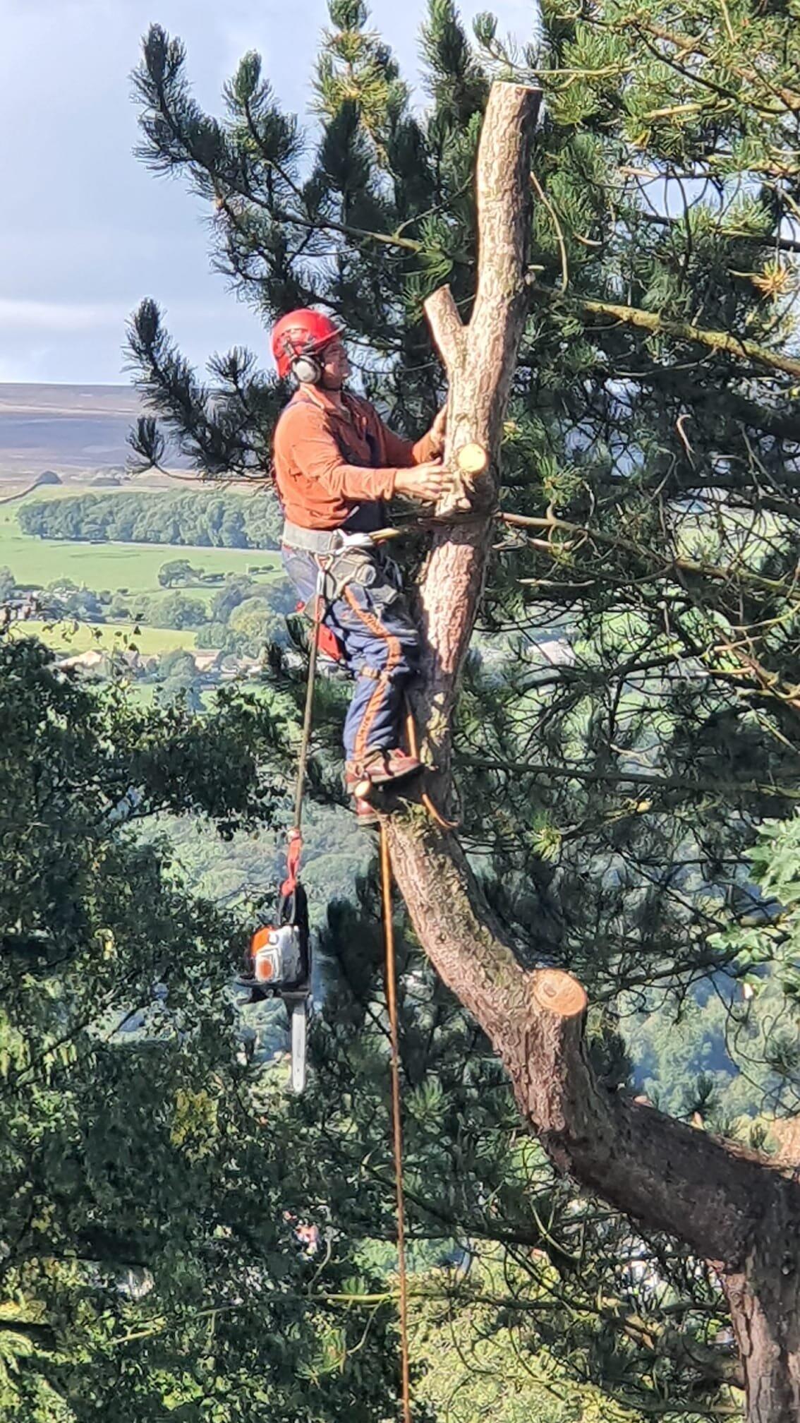 Northern Tree Care Bradford Nextdoor