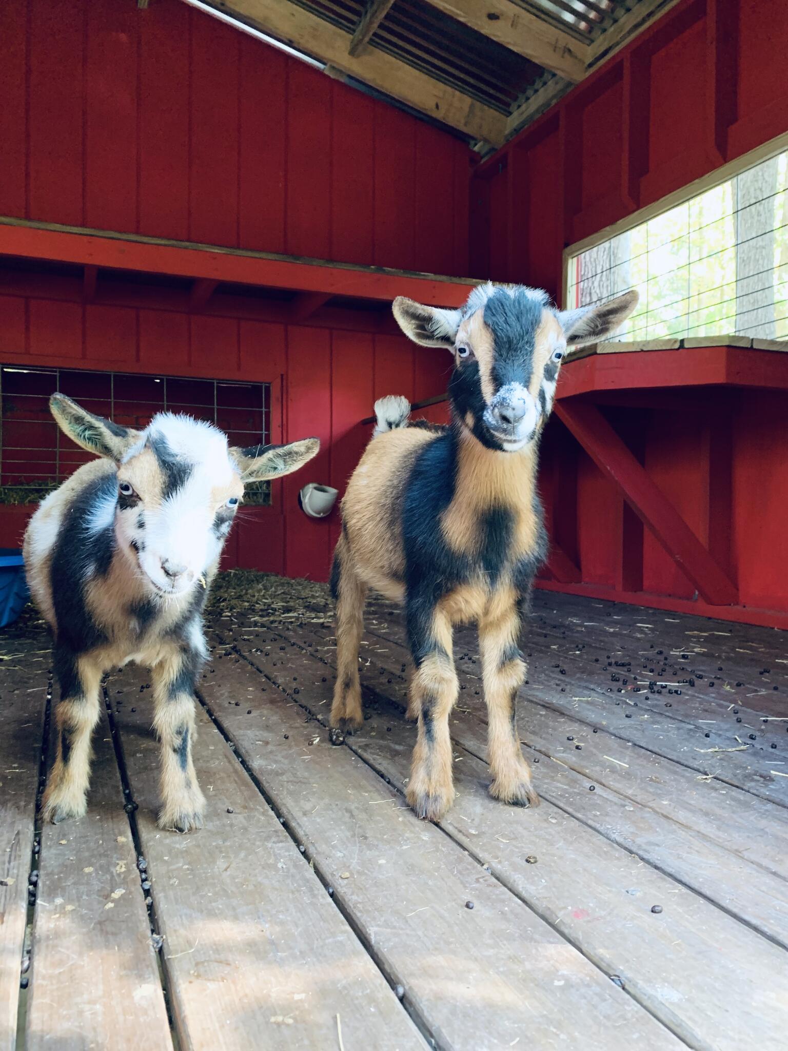 Pet Care Plus Nextdoor