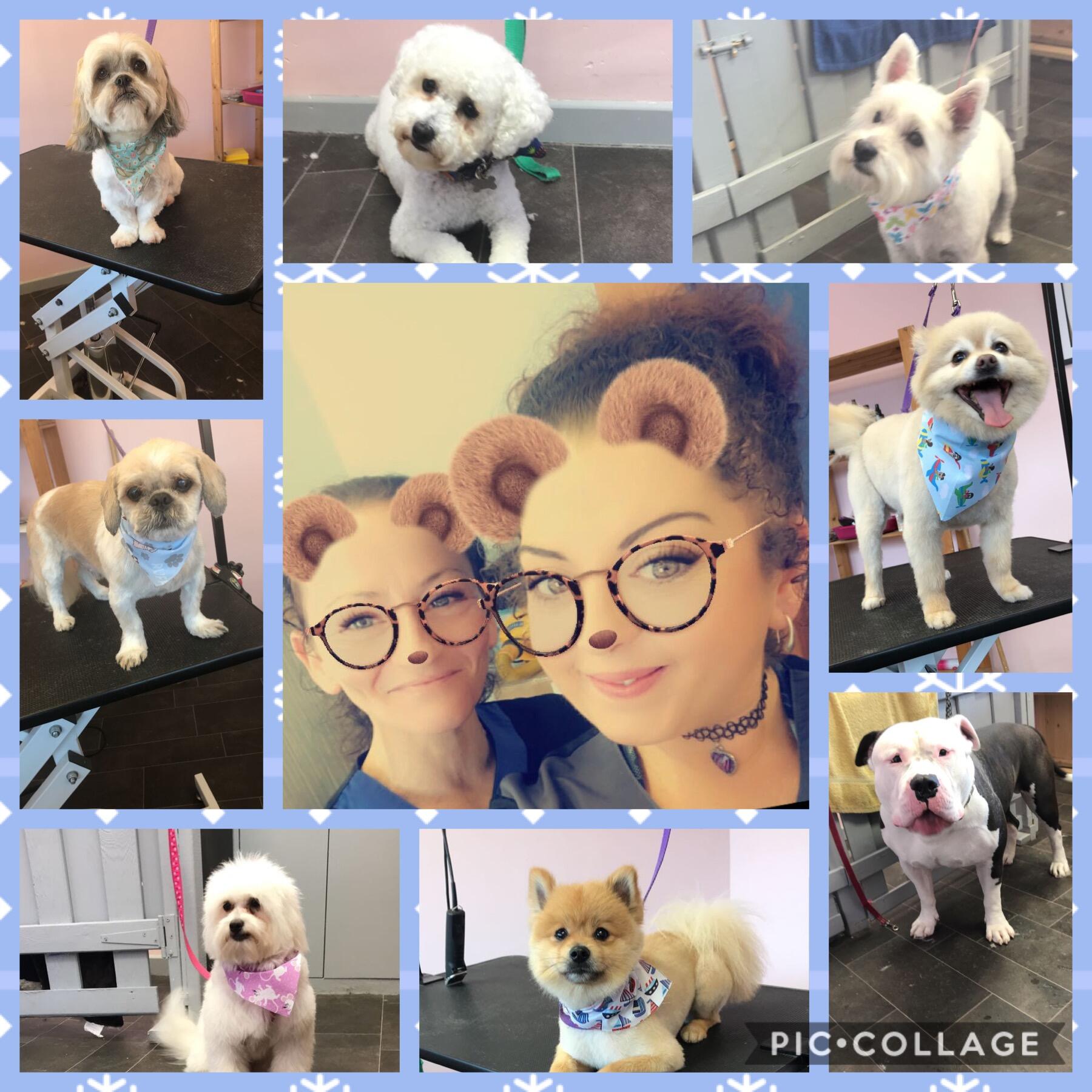 Nails And Tails Professional Dog Grooming Belfast Nextdoor