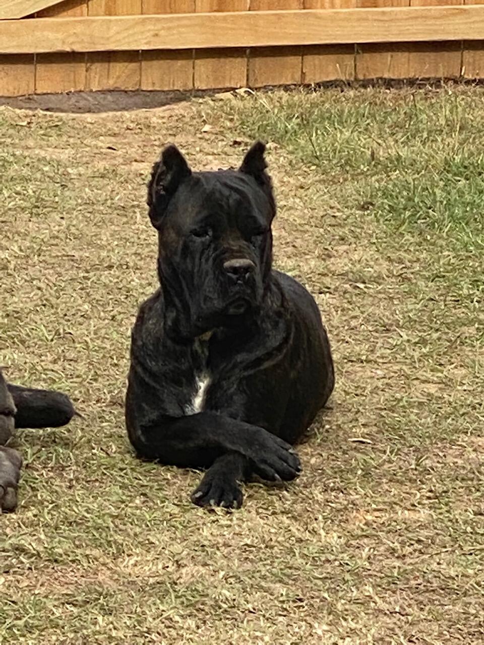 FIA Kennel Cane Corsos Longview, TX Nextdoor