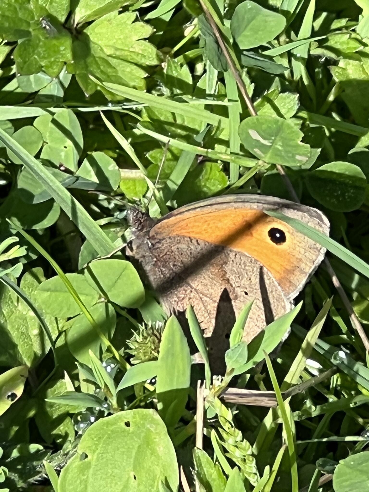KinletBank Farm, KINLET Kidderminster Nextdoor