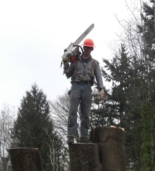 The Pine Line Tree Service Nextdoor