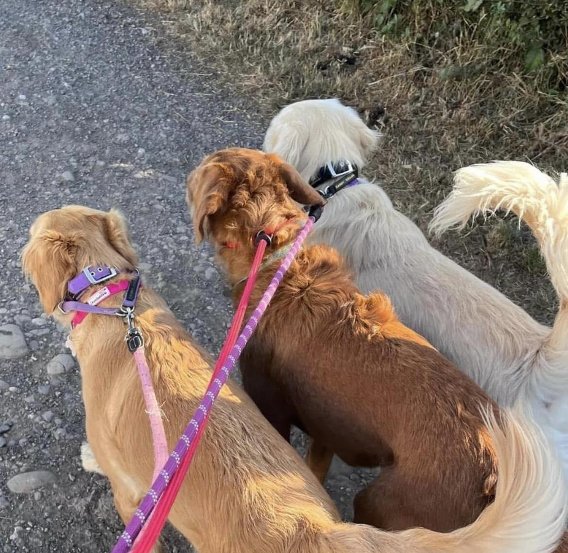 The Woofy Walker Hereford Nextdoor