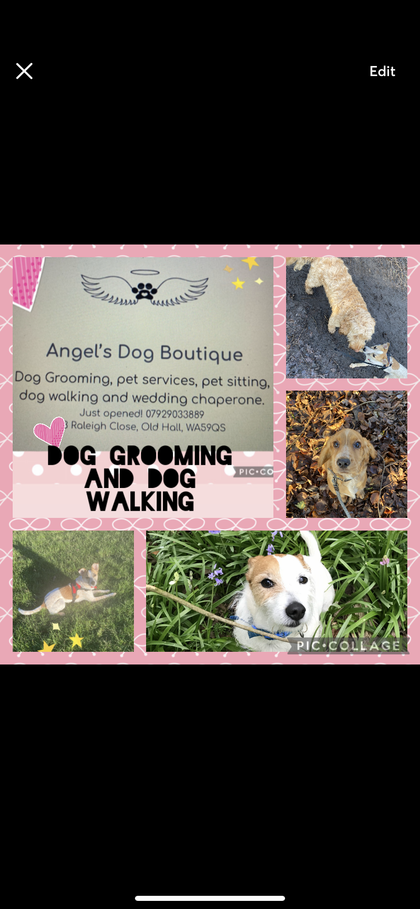 Angel s Dog Boutique Warrington Nextdoor