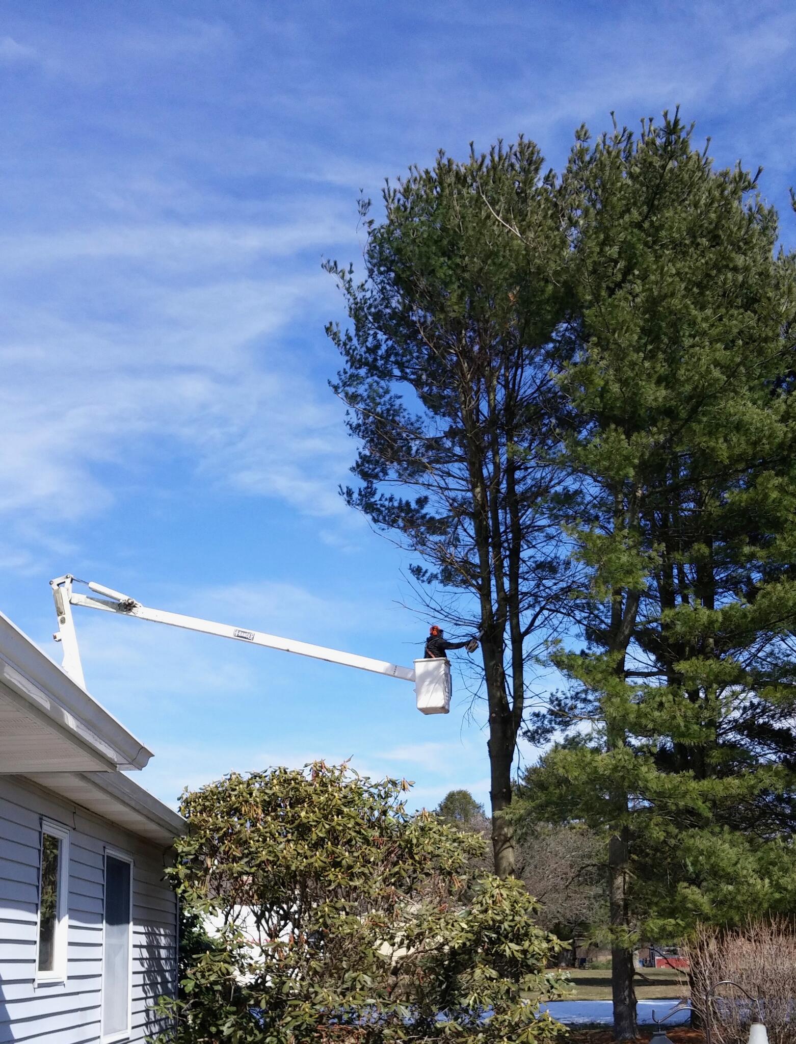 Snyder And Sons Tree Surgeons Lincoln University, PA Nextdoor