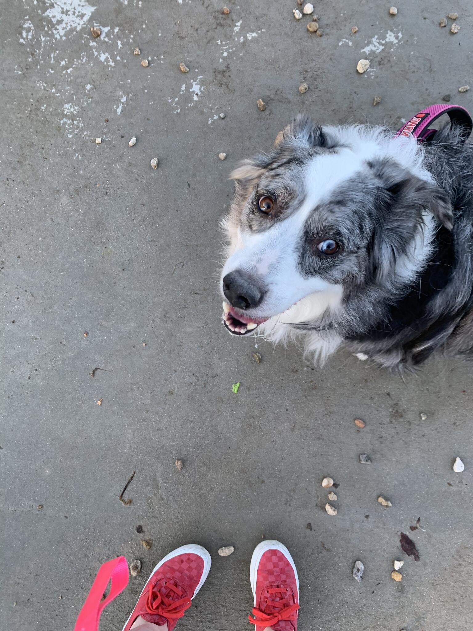 Dog Grooming By Amber Nampa, ID Nextdoor