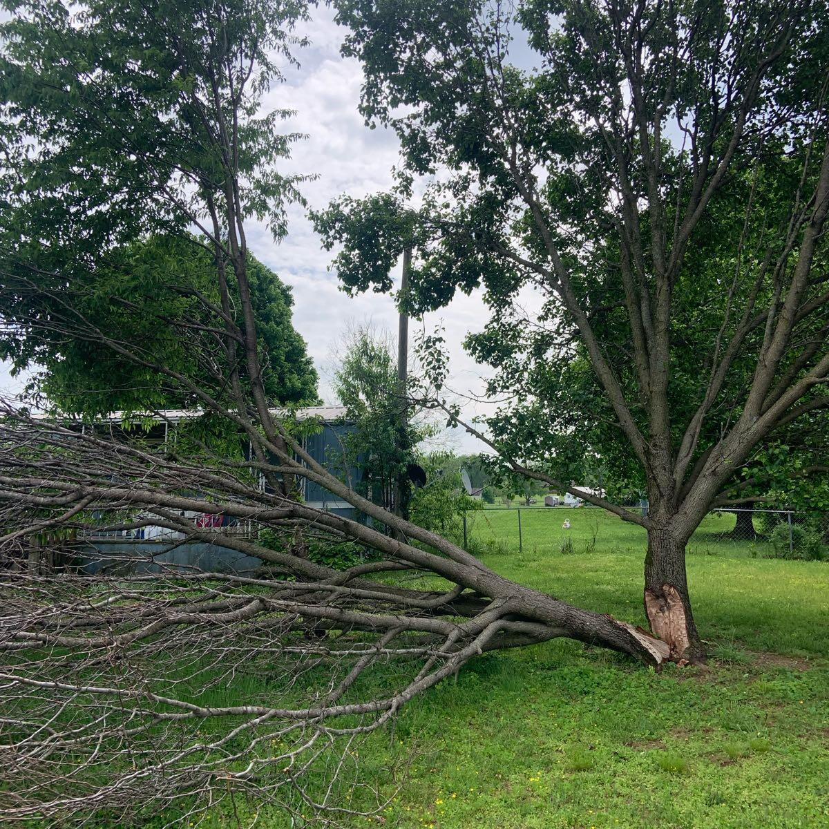 Martins tree removal and landscaping Corbin, KY Nextdoor
